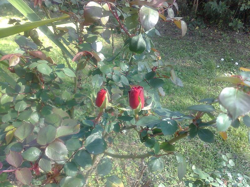 Hotel Villa Maria Luigia Frascati Dış mekan fotoğraf